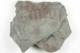 4.9" Pennsylvanian Fossil Fern (Mariopteris?) Plate - Kentucky - #201713-1